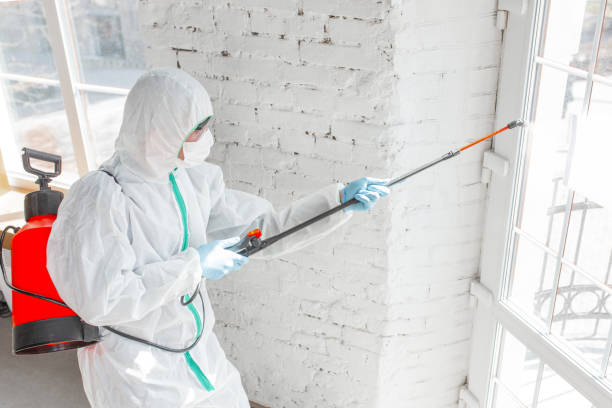 Best Black Mold Removal  in Hermiston, OR